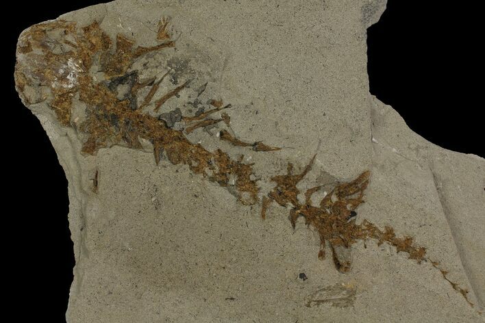 Bargain, Fossil Salamander (Chelotriton) - Gracanica, Bosnia #175096